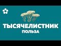 Тысячелистник - лечебные свойства