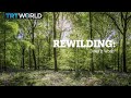 REWILDING: Does it work?