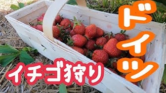 イチゴ狩り Youtube