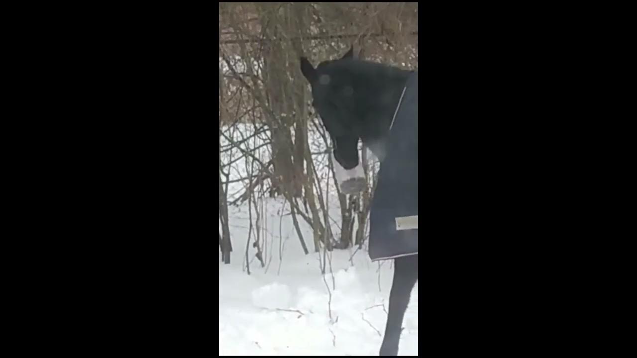 Айо умная еда для вашего питомца. Айо умная еда для вашего питомца