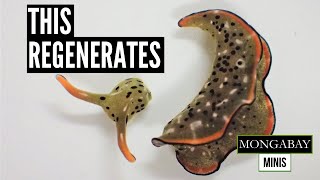 Sea Slug Regenerates A New Body After Its Head Is Severed, New Study Finds