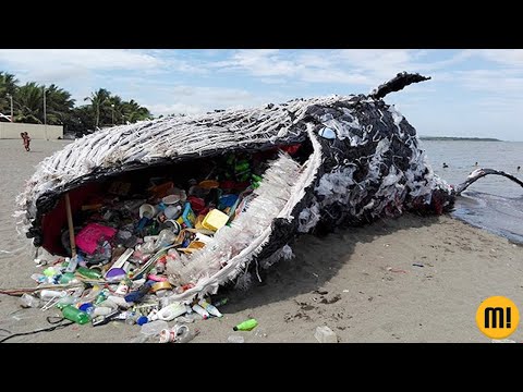 Vídeo: Por Que As Baleias Estão Desaparecendo?