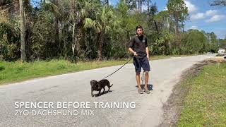 Spencer 2yo Dachshund Mix || Before & After Video || Off Leash K9 Training Sarasota || Board & Train by OLK9 Training Sarasota 43 views 10 months ago 7 minutes, 42 seconds