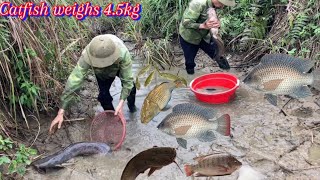 Block a small stream to catch a lot of tilapia and super large catfish weighing 4.5kg