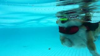 King Bing underwater footage with his Dog Flotation Device (DFD) Ezydog