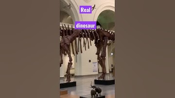 Real dinosaur bones field museum #shorts #shots #youtubemusic #viral #short#museum