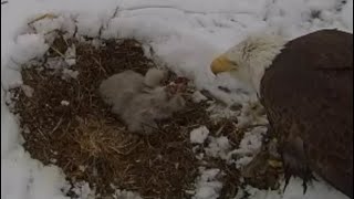 Fort St Vrain Eagles~Mom Feeds Eaglets FSV49 & FSV 50 in the Snow_4/20/24 by chickiedee64 91 views 3 weeks ago 7 minutes, 37 seconds