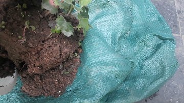 Thay chậu cho cúc cổ Sơn La