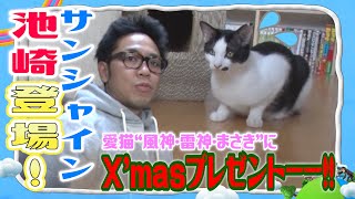 コミュ障全開猫 池崎サンタからクリスマスプレゼントをもらったのに接し方がわからにゃい サンシャイン池崎登場 Christmas Present For Rescued Cats New Toys Youtube