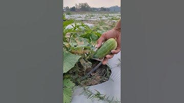 Fresh cucumber #cucumber #farming #kisan #agriculture #shortvideo #farm #satisfying #compost #shots