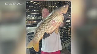 Download Lagu 'It was a rush': Fisherman's epic catch on Chicago River goes viral MP3 Download Lagu 'It was a rush': Fisherman's epic catch on Chicago River goes viral MP3