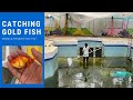 Catching Gold Fish in Swimming Pool, It's all Pregnant!!