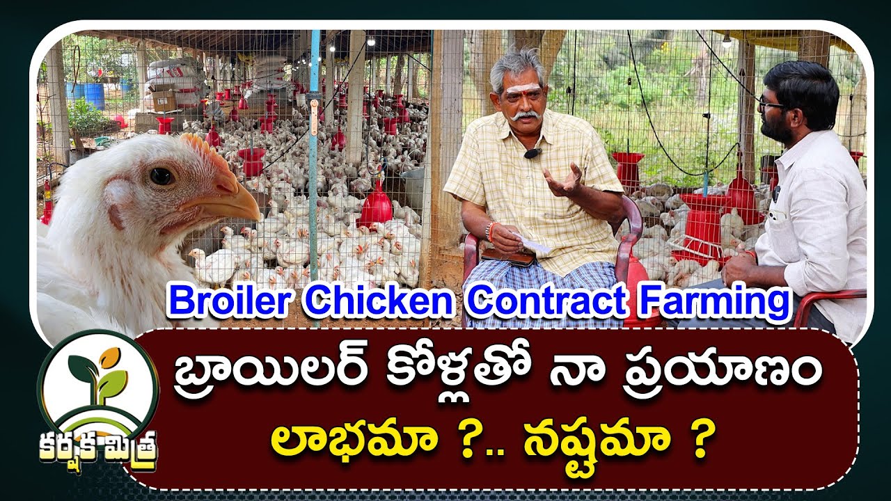 బ్రాయిలర్ కోళ్ల పెంపకంలో ఆదర్శ రైతు || Broiler Chicken Contract Farming || Karshaka Mitra