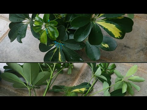 #How to grow schefflera#umbrella plant from cuttings with update