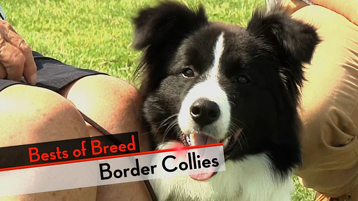 Border Collie - Bests of Breed