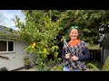How to Prune a Lemon Tree Using Tree Science as a Guide