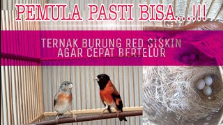 TERNAK BURUNG RED SISKIN - PEMULA PASTI BISA