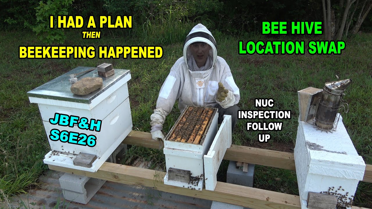 Nuc Split Follow Up, Balling Queen, Hive Swap S6E26 