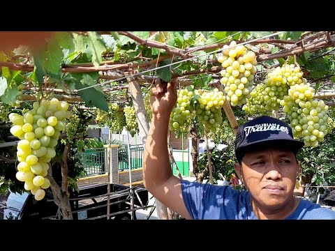 Video: Anggur 