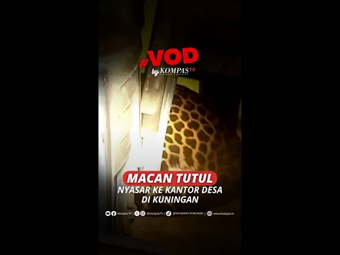 MACAN TUTUL NYASAR KE KANTOR DESA DI KUNINGAN #short