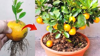Grafting skills! Growing a Oranges tree from orange fruit in pot