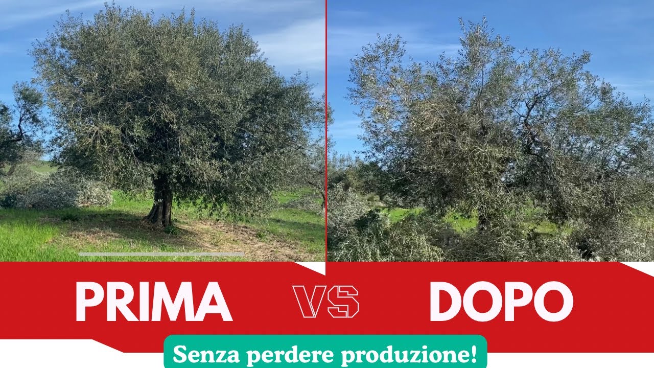 Potatura Olivo 10 - Albero secolare di grandi dimensioni