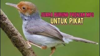 Suara burung prenjak MP3 untuk pikat