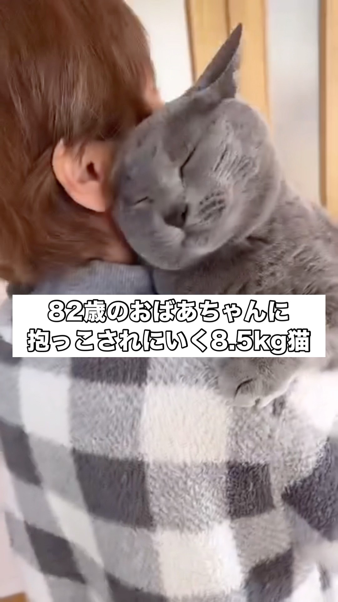 A huge cat who loves her grandma and a grandma who can't help but