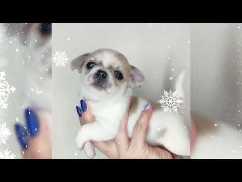 Мальчик чихуахуа 💙 - YouTube