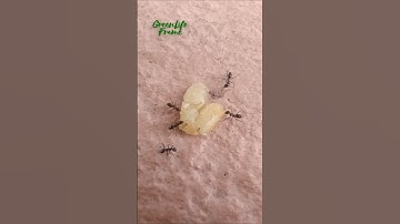 United We Carry: Ants teamwork in action | Insects cooperation at its best