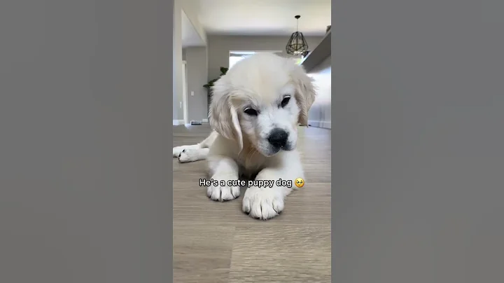 That’s My Puppy Dog