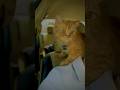 #thenorthworld #explore #music #travelblog #travelvideo #cat