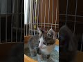 ほんとは子猫と友達になりたい先輩猫の小太郎くん😁　#shorts