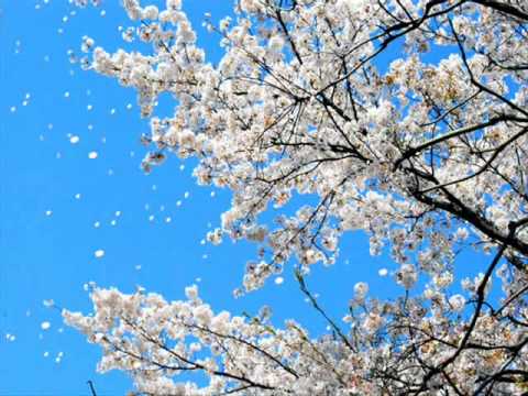 悲しみよ こんにちは akkoorden