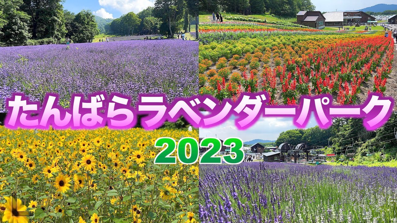 【たんばらラベンダーパーク2023夏】【中咲きと遅咲きが見頃】【園内に咲く花々】／４Ｋ／【群馬県　沼田市】／Tambara Lavender Park