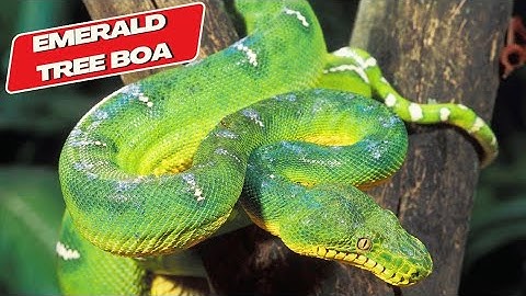 Emerald Tree Boa: The Enchanting Predator of the Amazon Rainforest (Snake Video) | EcoExplorerTV