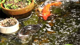 Koi spawning behaviour