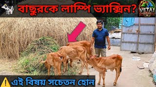 বাছুরকে লাম্পি ভ্যাক্সিন দেওয়ার আগে এই বিষয়গুলো জানুন | Lumpi Vaccine Tips