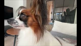 Papillon puppy dog makes the funniest sound