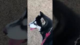 오늘의주인공4# #시베리안허스키 #siberianhusky #동물농장 #댕댕이 #조회수떡상