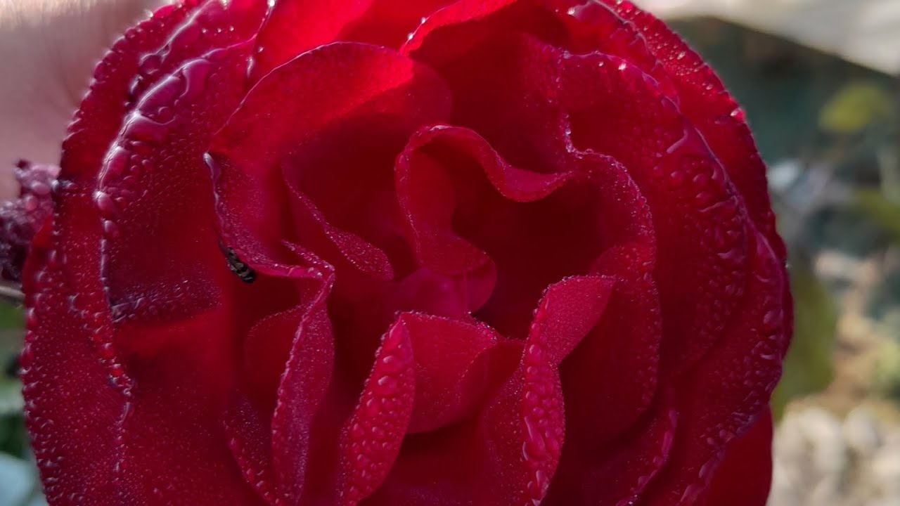 😱 wow, Good Morning everyone ❤️☘️ Morning vibes, beautiful flowers 🫶🏻❤️