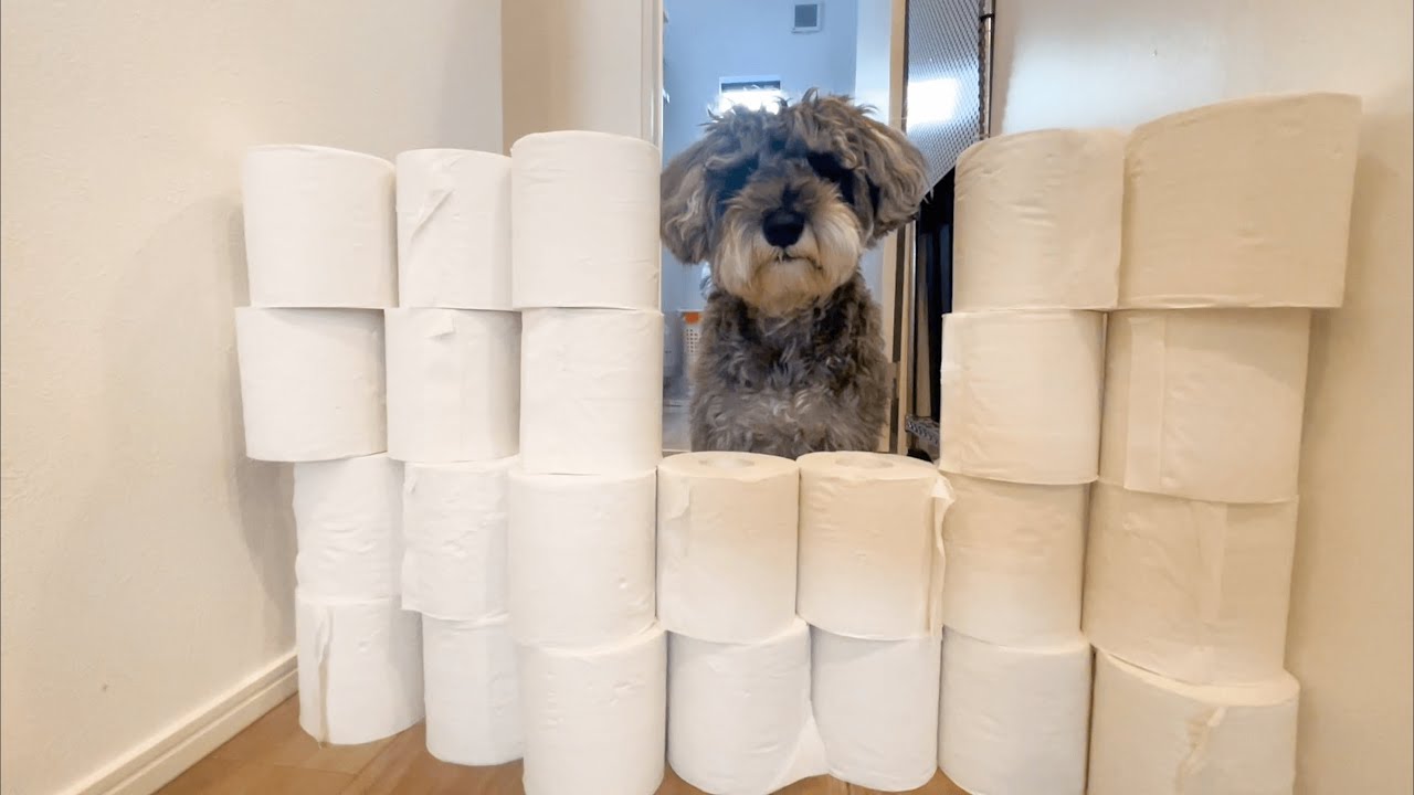 愛犬にドッキリを仕掛けたら反応がおもしろかったwwww【ミニチュアシュナウザー】