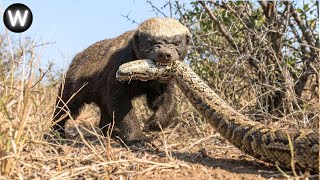 Musang Madu vs Ular Piton - Salah Sasaran – Apa yang Terjadi Selanjutnya | Pertarungan Hewan