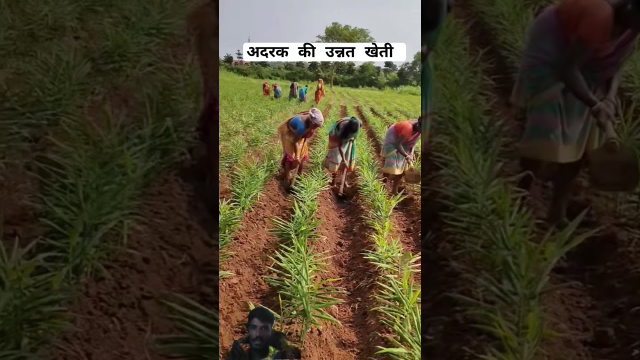अदरक की उन्नत खेती तकनीक 