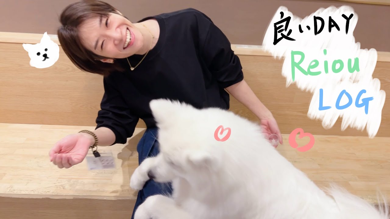 サモエドカフェでサモエドちゃんと戯れる