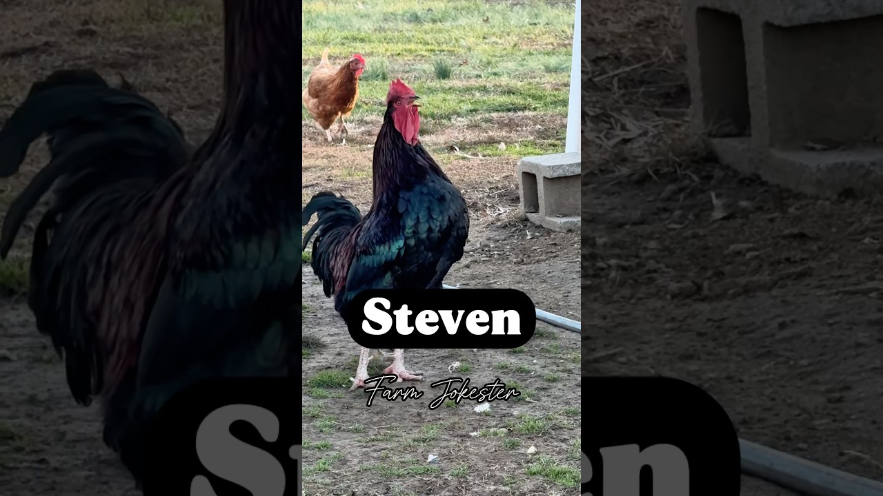 Steven!, Oh Steven!, Steven! 