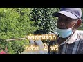 คำสอน จาก กล้วย 2 หวี #ชีวิตริมคลอง #ช่างไฟริมคลอง #Grocer_MAN