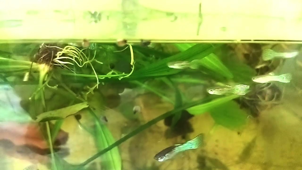 Endlar spot snake skin spot guppy.... its a very rear guppy...