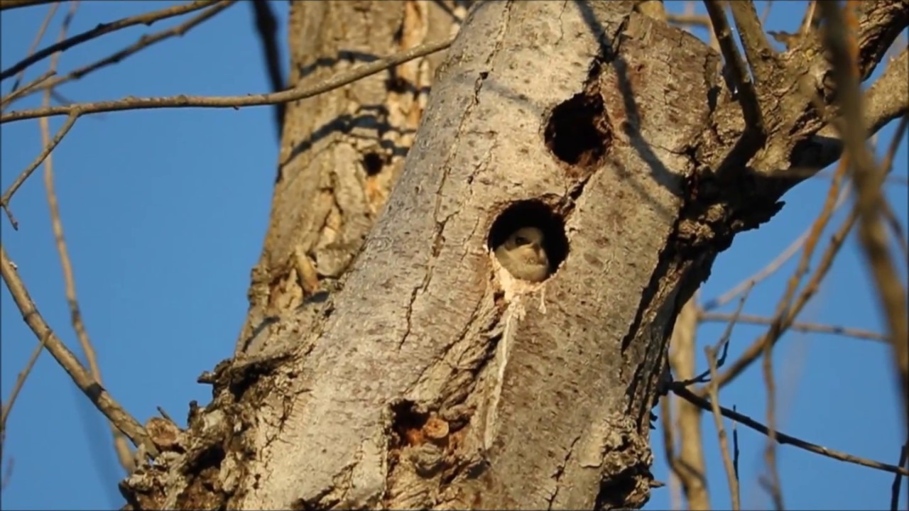 The Tree Swallow Tree and nesting birds of Davis, California