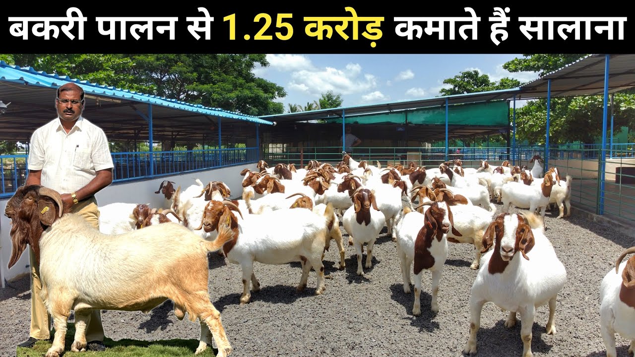 शहर छोड़ इंजीनियर साहब ने गांव में आकर बना डाली करोड़ों की बकरी फैक्ट्री | Goat Farm | Goat Farming